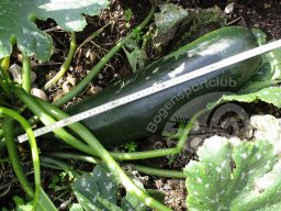 BSC Zucchini